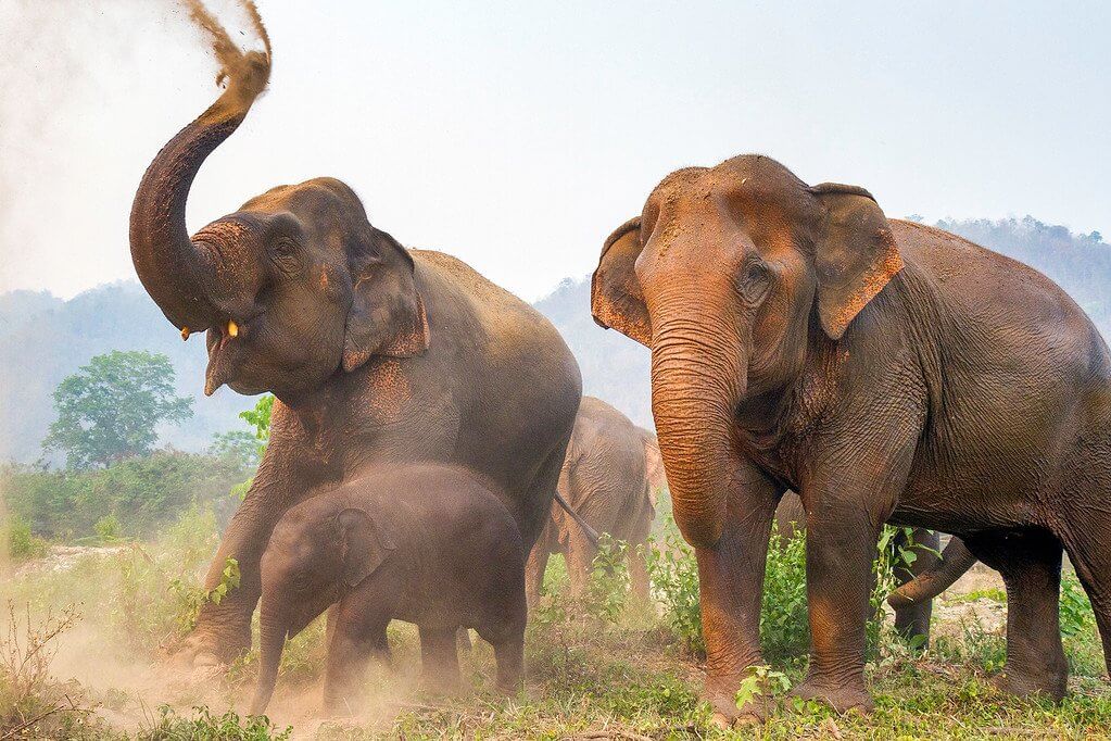 فیل های تایلند